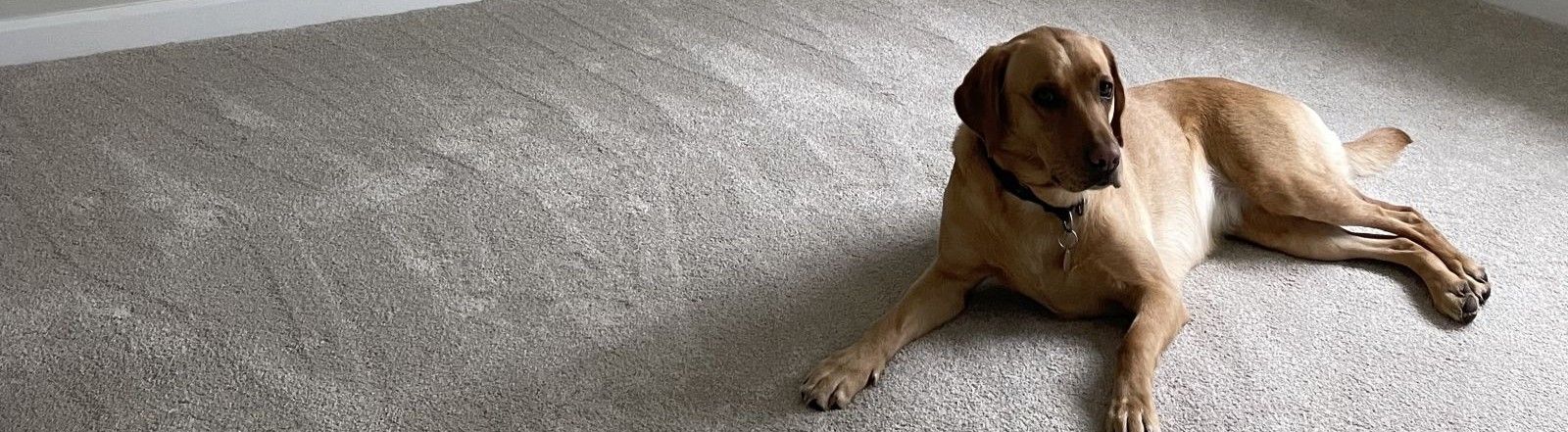 Why do dogs scratch the carpet?